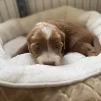 Heart Healer, a female Goldendoodle and Miniature Goldendoodle for sale in Spring Hill, FL – 5 of 10