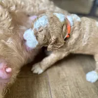 Heart Healer, a female Goldendoodle and Miniature Goldendoodle for sale in Spring Hill, FL – 9 of 10