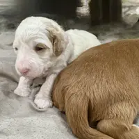 Heart Healer, a female Goldendoodle and Miniature Goldendoodle for sale in Spring Hill, FL – 2 of 10