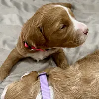 Heart Healer, a female Goldendoodle and Miniature Goldendoodle for sale in Spring Hill, FL – 3 of 10