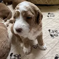 Heart Healer, a female Goldendoodle and Miniature Goldendoodle for sale in Spring Hill, FL – 8 of 10
