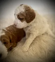 Green Collar, a male Miniature Goldendoodle and Double Doodle for sale in Spring Hill, FL – 5 of 6
