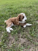 Brown Collar , a male Goldendoodle and Miniature Goldendoodle for sale in Spring Hill, FL – 4 of 5