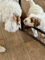 Green Collar, a male Miniature Goldendoodle and Double Doodle for sale in Spring Hill, FL – 3 of 6
