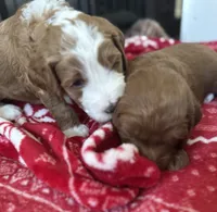 Lime Green Collar, a female Goldendoodle and Miniature Goldendoodle for sale in Spring Hill, FL – 4 of 5