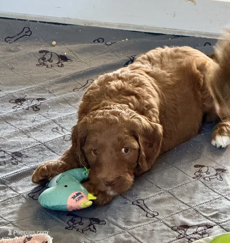 Lime Green Collar – Goldendoodle, Miniature Goldendoodle puppy for sale in Spring Hill, FL