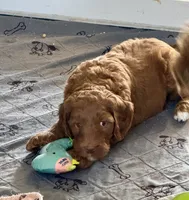 Lime Green Collar, a female Goldendoodle and Miniature Goldendoodle for sale in Spring Hill, FL – 1 of 5