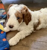 Green Collar, a male Miniature Goldendoodle and Double Doodle for sale in Spring Hill, FL – 2 of 6