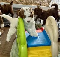 yellow Collare, a female Goldendoodle and Miniature Goldendoodle for sale in Spring Hill, FL – 3 of 6