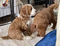 Brown Collar , a male Goldendoodle and Miniature Goldendoodle for sale in Spring Hill, FL – 5 of 5