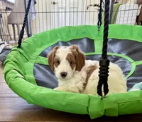 Green Collar, a male Miniature Goldendoodle and Double Doodle for sale in Spring Hill, FL – 1 of 6