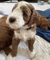 Brown Collar , a male Goldendoodle and Miniature Goldendoodle for sale in Spring Hill, FL – 3 of 5