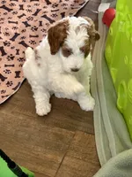 yellow Collare, a female Goldendoodle and Miniature Goldendoodle for sale in Spring Hill, FL – 5 of 6
