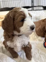 Brown Collar , a male Goldendoodle and Miniature Goldendoodle for sale in Spring Hill, FL – 2 of 5