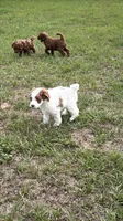 Green Collar, a male Miniature Goldendoodle and Double Doodle for sale in Spring Hill, FL – 6 of 6
