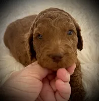 Lime Green Collar, a female Goldendoodle and Miniature Goldendoodle for sale in Spring Hill, FL – 5 of 5
