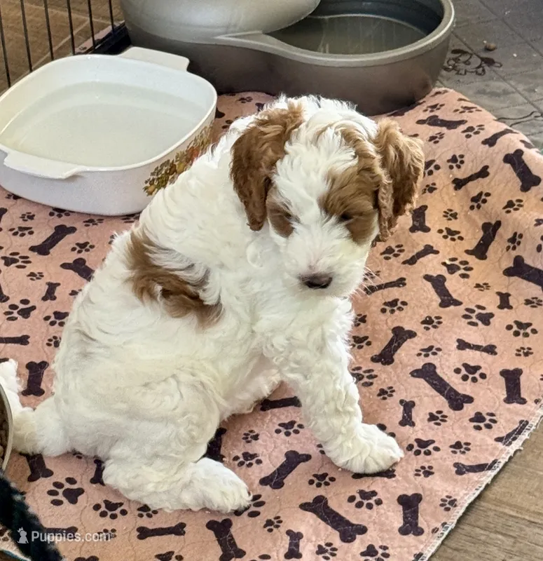 yellow Collare – Goldendoodle, Miniature Goldendoodle puppy for sale in Spring Hill, FL