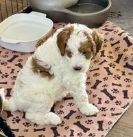 yellow Collare, a female Goldendoodle and Miniature Goldendoodle for sale in Spring Hill, FL – 1 of 6