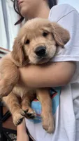 Nala , a female Golden Retriever for sale in Los Angeles, CA – 3 of 3