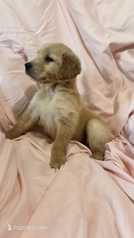 Nala  – Golden Retriever puppy for sale in Los Angeles, CA