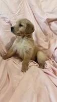 Nala , a female Golden Retriever for sale in Los Angeles, CA – 1 of 3