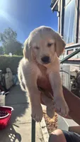 Rocky, a male Golden Retriever for sale in Los Angeles, CA – 2 of 2