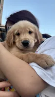 Nala , a female Golden Retriever for sale in Los Angeles, CA – 2 of 3