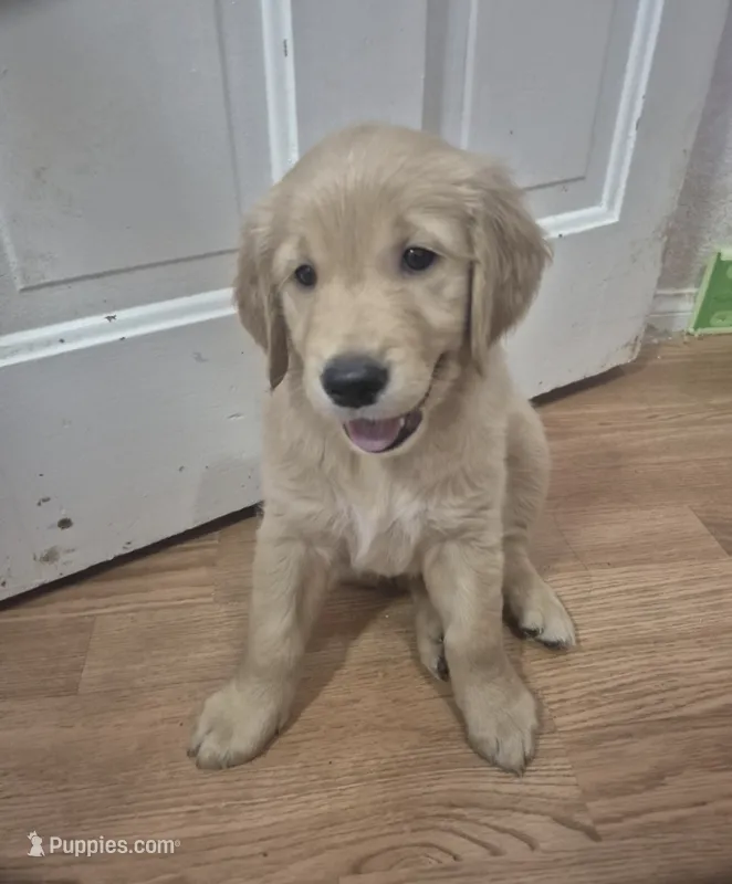 Rocky – Golden Retriever puppy for sale in Los Angeles, CA