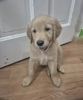 Rocky, a male Golden Retriever for sale in Los Angeles, CA – 1 of 2