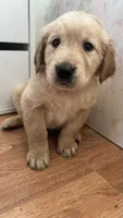 Sunny, a female Golden Retriever for sale in Los Angeles, CA – 1 of 1