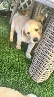 Boba, a female Golden Retriever for sale in Los Angeles, CA – 1 of 1