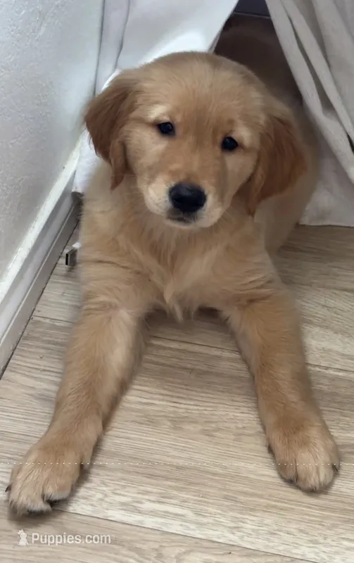 Dixie  – Golden Retriever puppy for sale in Los Angeles, CA