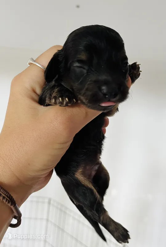 Male 2 – Miniature Dachshund puppy on hold in Gretna, VA