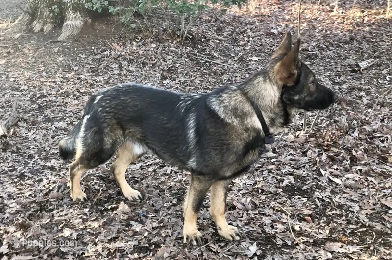 Male 1  – German Shepherd Dog puppy for sale in Gretna, VA
