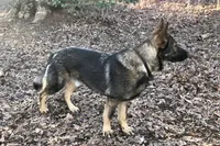 Male 1 , a male German Shepherd Dog for sale in Gretna, VA – 1 of 2