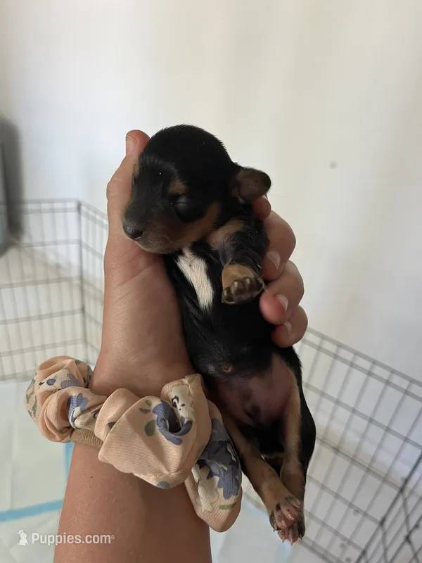 Male 1 – Miniature Dachshund puppy for sale in Gretna, VA