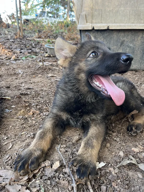 Griffin  – German Shepherd Dog puppy for sale in Gretna, VA