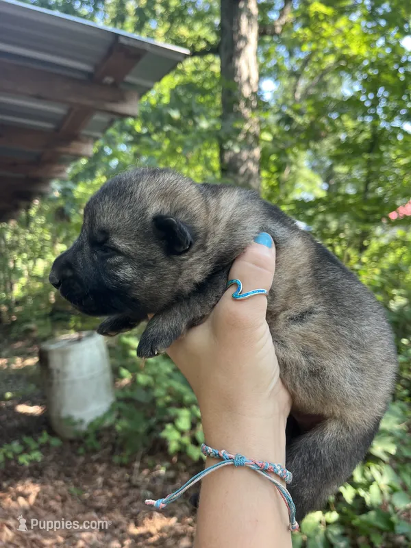 Male 3 – German Shepherd Dog puppy for sale in Gretna, VA
