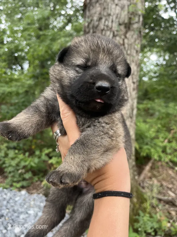 Declan – German Shepherd Dog puppy for sale in Gretna, VA