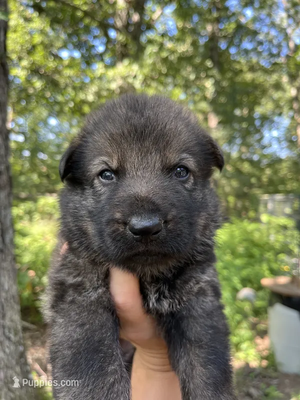 Griffin  – German Shepherd Dog puppy for sale in Gretna, VA