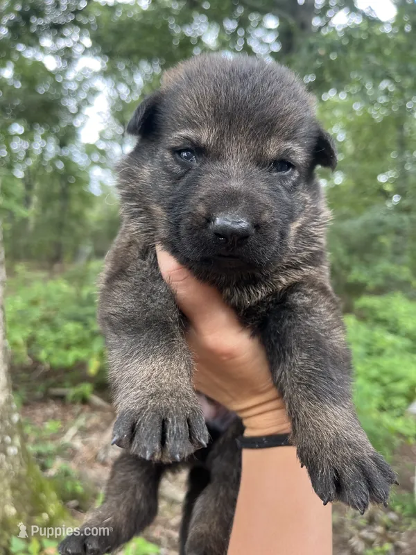 Griffin  – German Shepherd Dog puppy for sale in Gretna, VA