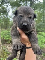 Griffin , a male German Shepherd Dog for sale in Gretna, VA – 1 of 3