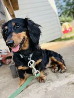 Male 3, a male Miniature Dachshund for sale in Gretna, VA – 2 of 2