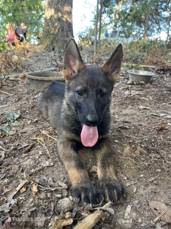 Rocket  – German Shepherd Dog puppy for sale in Gretna, VA