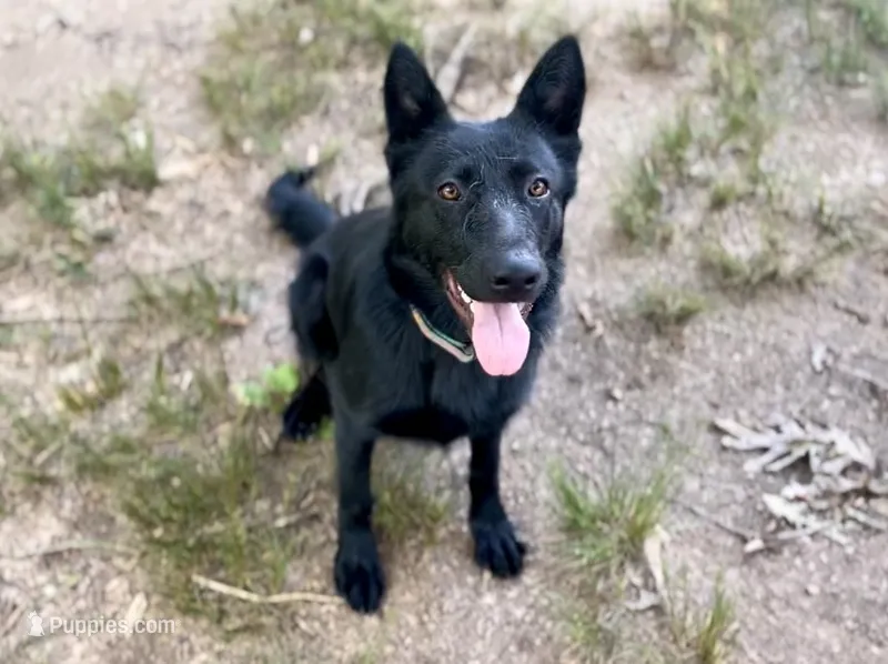 Male 2 – German Shepherd Dog puppy for sale in Gretna, VA