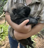 Female 1 , a female German Shepherd Dog for sale in Gretna, VA – 3 of 3