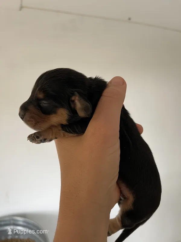 Male 1 – Miniature Dachshund puppy for sale in Gretna, VA