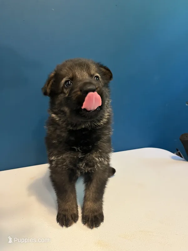 Griffin  – German Shepherd Dog puppy for sale in Gretna, VA