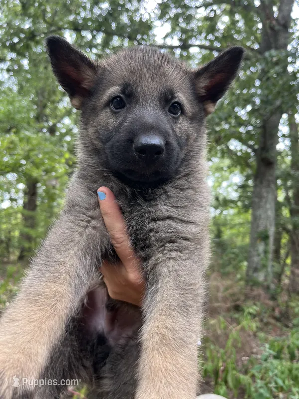 Declan – German Shepherd Dog puppy for sale in Gretna, VA