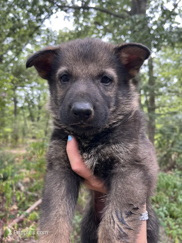 Rocket  – German Shepherd Dog puppy for sale in Gretna, VA
